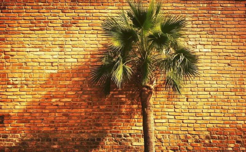 夏天复古砖墙特写棕榈树倒影图片摄影画,高清,摄影图,摄影图片,图片大全,摄影图免费下载